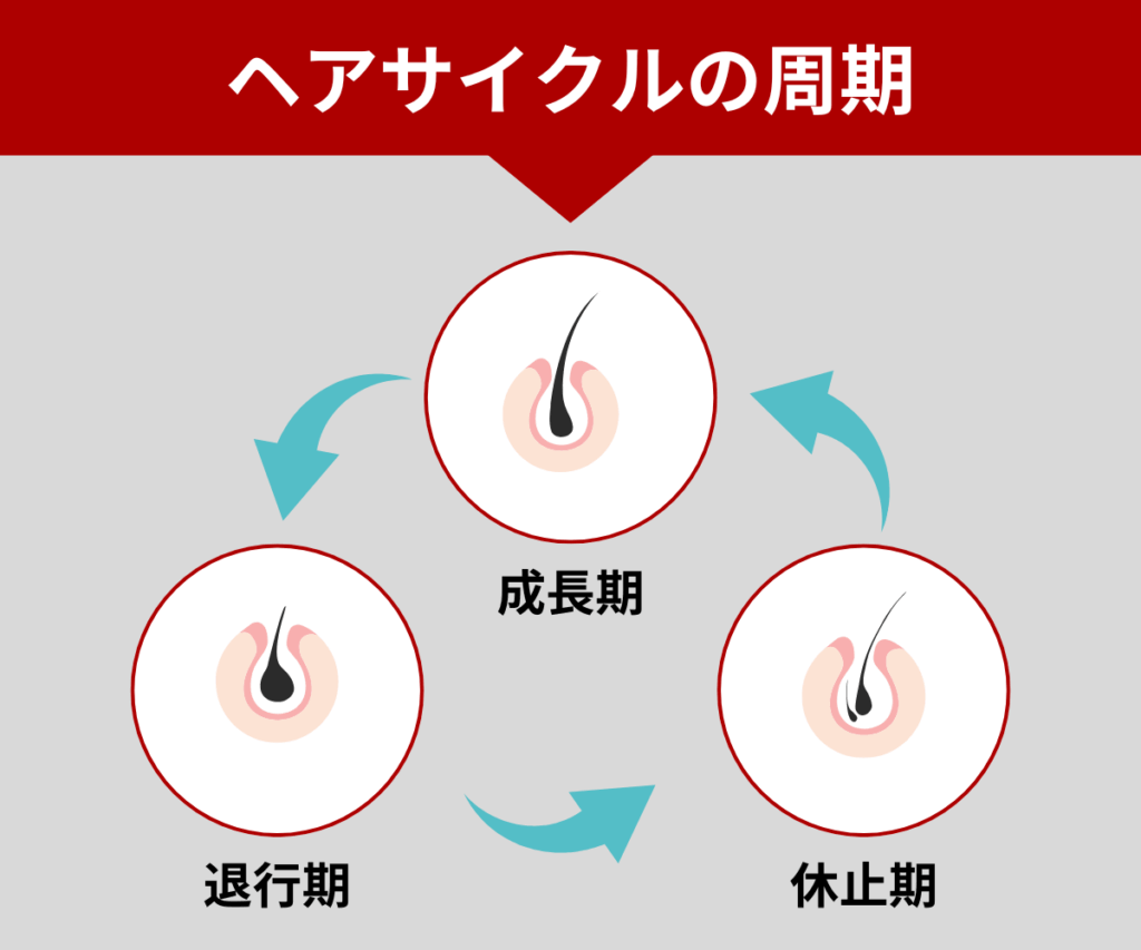 薄毛の原因を理解するにはヘアサイクルを知ろう